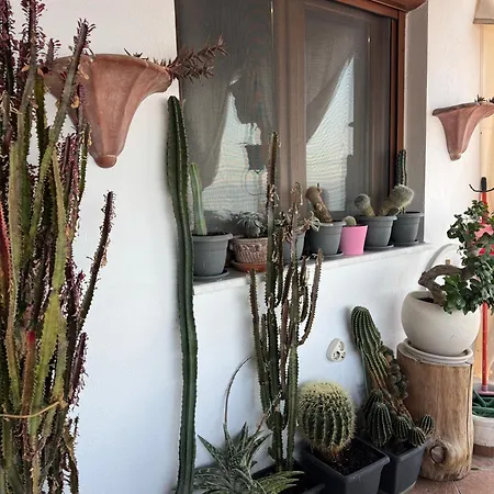 Saguaro's