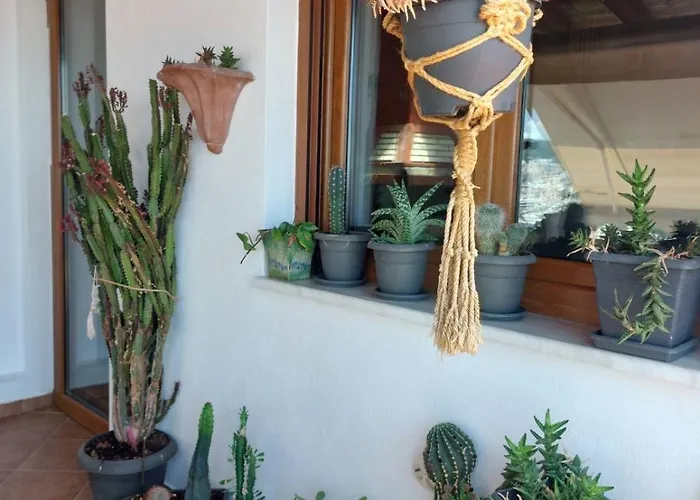 Saguaro's *
