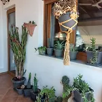 Saguaro's *